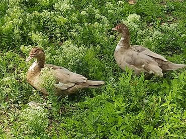 cucə və xoruz təmsil: Dişi, | Lal ördək, Damazlıq — 2