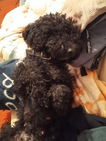 pitbull iti qiymeti: Pudel, 2 il, Dişi, Cütləşmə üçün — 2