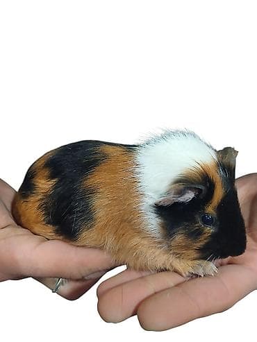 Dəniz donuz( marskoy svinka) balaları satılır. Ailə mühitinə