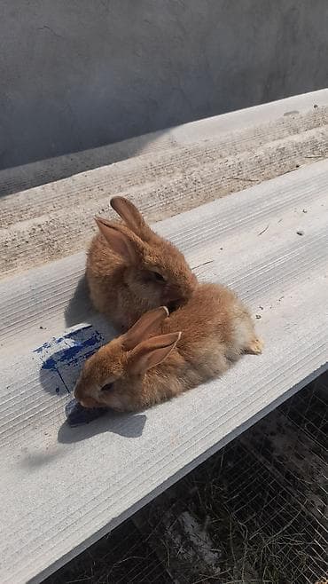 bildircin satılır: Burgun dovşan balaları satılır. İstəyənlər buyursun — 1