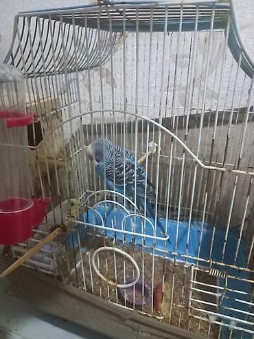 Птицы: Dalmatin rəngli dalğalı dimdik (papuqay) və qəfəs daxil satlir sekilde — 2