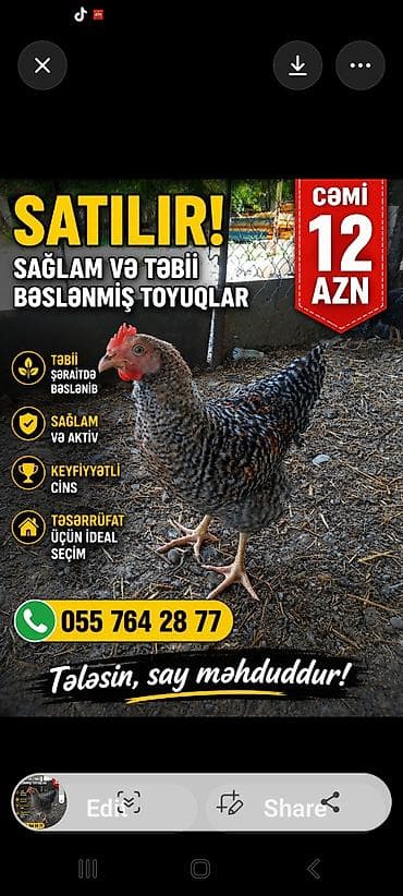 qaşqaldağ quşu: Məhsul: Sağlam və təbii bəslənmiş toyuqlar Xüsusiyyətlər: - Təbii — 1