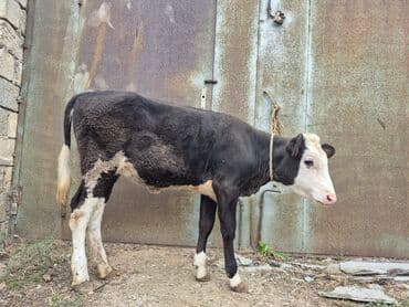cins inekler azerbaycanda: Təmiz cins danadı dişidi — 6