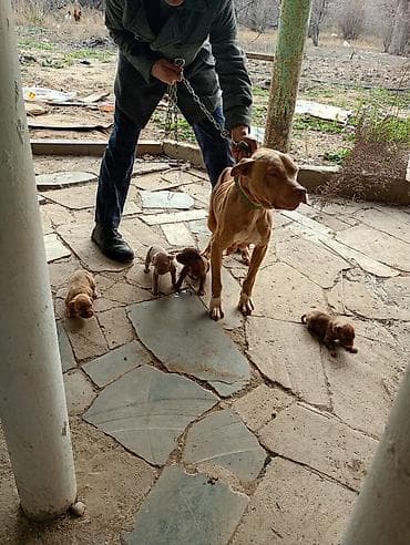 alabay iti satisi: Pitbul, 1 ay, Dişi, Peyvəndli — 4
