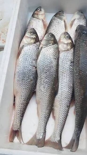 Turşular: Salam Her birnizi xoş gördük qarşidan gelen Yeni İliniz Mübarek olsun — 2