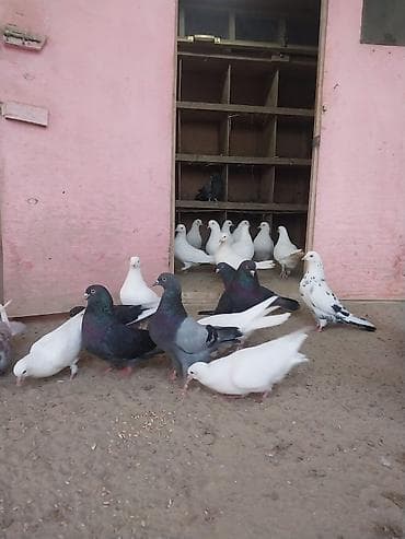 goyercin satisi: Oz goyercinlerimdi satiram kom sekilde tek tek satilmir baha qiymete — 3