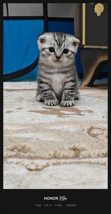 qoyun satşı: Ata British fold(yasti qulaq);ana:shinsilla shorthair tabby(dik — 1