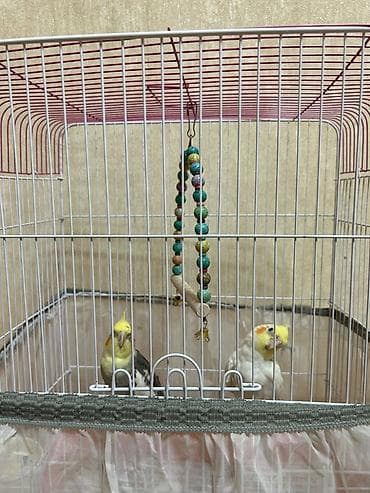 sirin pişik balalari: Nimfa tutuquşuları (cüt) və qəfəs dəsti,1erkek,1dişi — 3