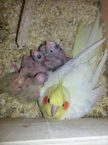 danişan papuqay: Korella Tutuquşuları öz yetişdirdiyim sağlam balalar🦜 — 8