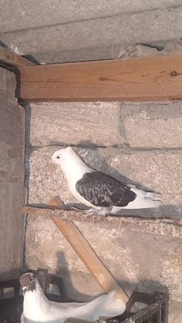 arpanın qiyməti: 4ədəd quşdu içində 1 ədəd türk göyərçini var onun tək qiyməti 30 — 4