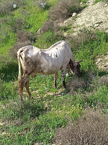 inək şves: 100 110klo ineydi qisirdi — 2