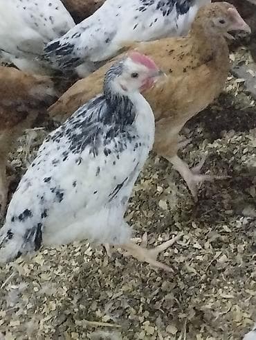 cuce toyuq: Toyuq cücələri, Ətlik — 2