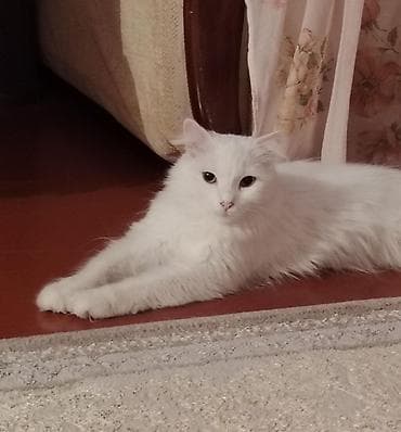 pişik: Normal heyvan sevenlere verilirAğ tüklü ev pişiyi – uzun və yumşaq — 6