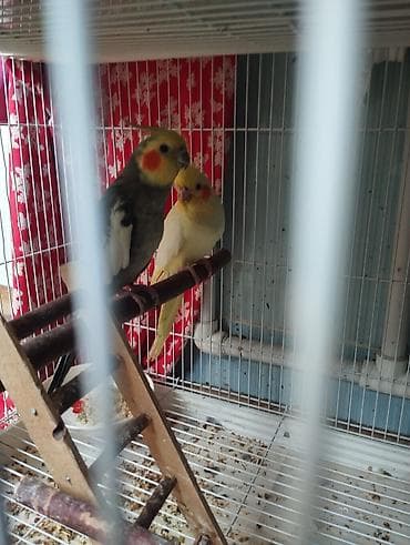 Korella papuqayları hazır cütlər.3 ədəd 1 aylıq balaları var.Hamsı tam lalafo.az -da Korella papuqayları hazır cütlər.3 ədəd 1 aylıq balaları var.Hamsı tam