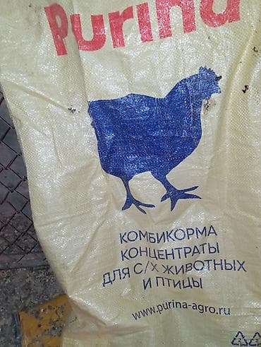 quş əti: Qirqovul Tovuz qusu cuceleri 6-8-10-12 15-18 2025-40azn Təsvir: - — 3