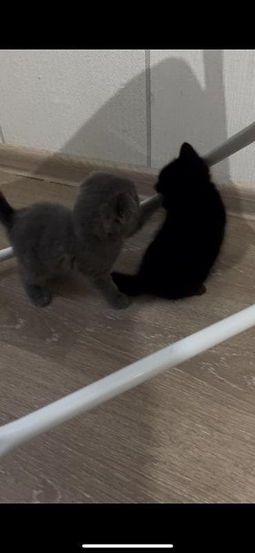 samoyed balasi satilir: Erkək, Dişi, Yaxşı əllərə, Ünvandan götürmə, Ödənişli çatdırılma — 1