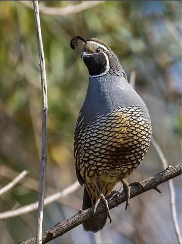 Kaliforniya kəklik (California quail) – dekorativ və təsərrüfat