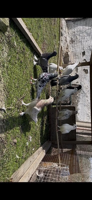 qumru quşu rusca: Göyerçinler satılır — 8