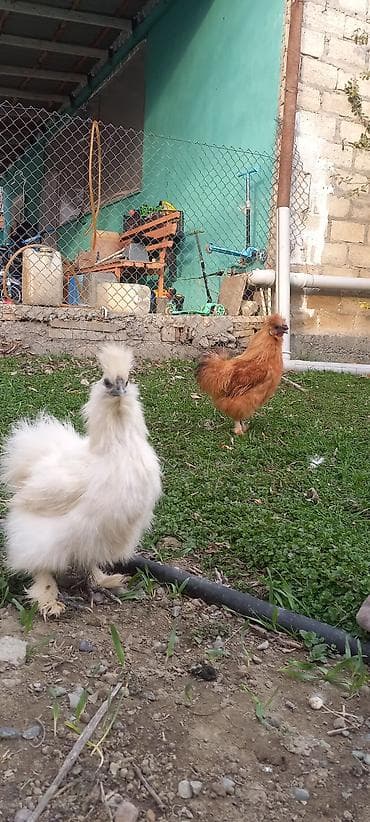 baki heyvan satisi: PonPonlar cütü 70 azn — 1