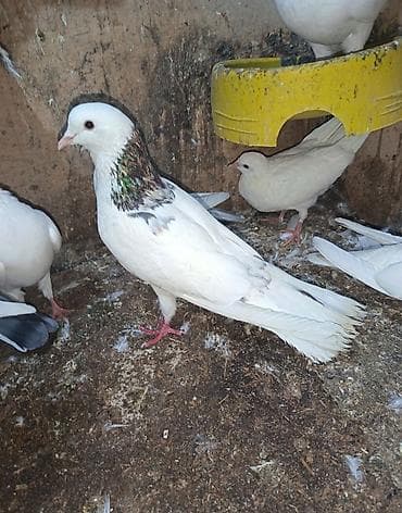 Evrew boyun evrew quyruq qizğın hündür erkeydi qiymet sondu