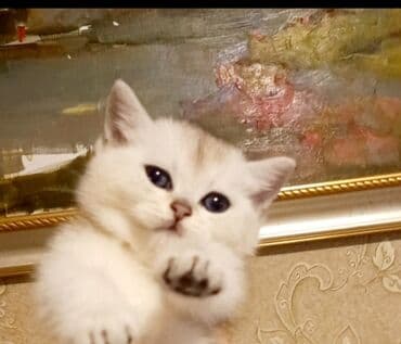 pişim: Британская, Самка, В добрые руки, Самовывоз — 1