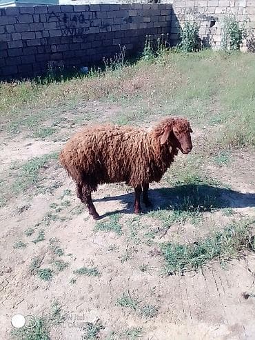 Qurbanlıq Erkey quzular var istəyən olsa yazsın əlaqə nömrəsi