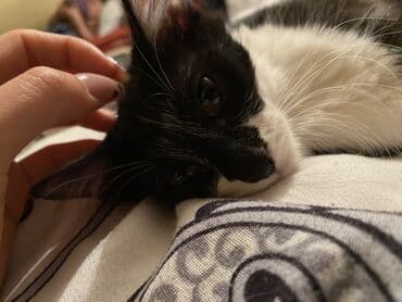 Heyvanlar üçün mallar: İki pişik balası – qəbul üçün - Qara-ağ tüklü pişik balası:5 aylıq — 3