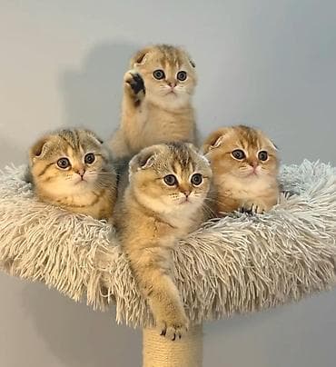 Кошки: Шотландская, Самец, Самка, В добрые руки, Самовывоз, Бесплатная доставка, Платная доставка — 9