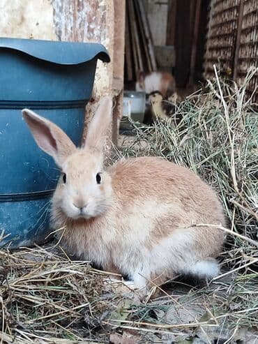 dovşan: Ev südlü-qızılı rəngdə dovşan balası, 3 ədəd - Cinsi: dekorativ/ev — 1