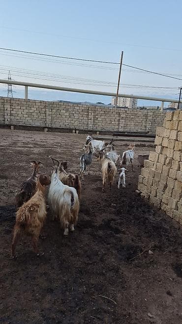 2dənədə balalı keçi içində Bozbaş və anglo-nubian qarışığı yerli