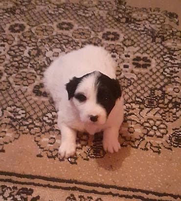 qafqaz coban iti satiram 2018: Qafqaz çoban iti, 1 ay, Dişi, Peyvəndli — 5