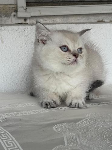 maykonq pişik: Britan — 4