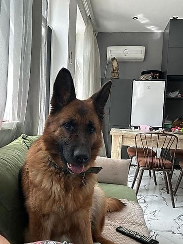 kangal satilir: Alman çoban iti, 1 il, Dişi, Peyvəndli, Ünvandan götürmə — 2