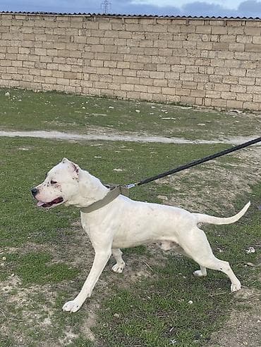 it yemi satilir: Doq, 1 il, Erkek, Peyvəndli, Ünvandan götürmə — 3