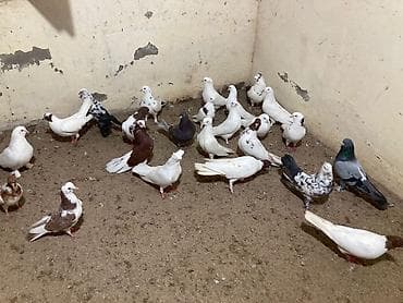 goyercin dami: Salam Aleykum bed rengi yoxdu super quslardi — 7