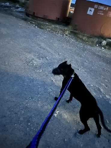 pitbullar: Pitbul, 2 il, Erkek, Cütləşmə üçün — 5