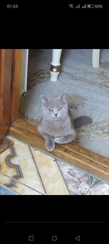 Akvariumlar: Britan, Dişi, Yaxşı əllərə, Ünvandan götürmə — 4