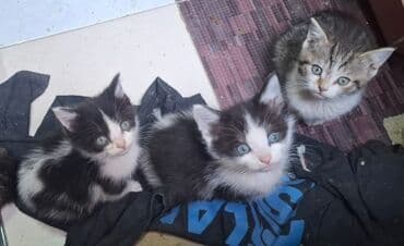 Yaxşı əllərə lalafo.az -da Yaxşı əllərə