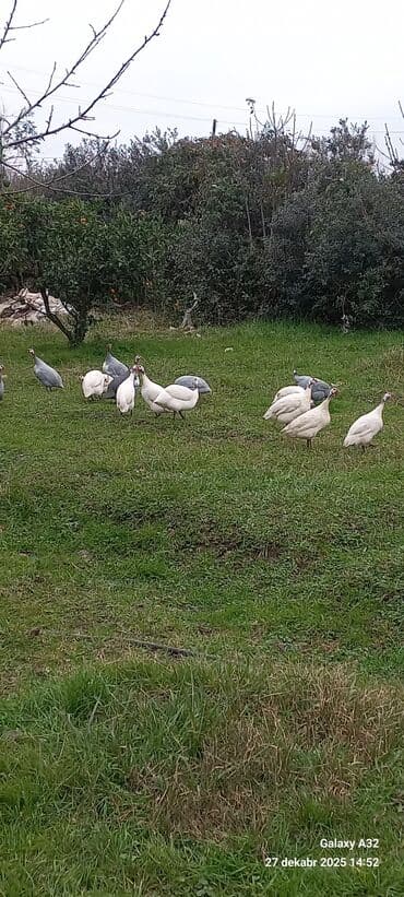 1 aylık doberman: Məhsul: Hind toyuqları – Qvineya quşları (keçilər) Təsvir: - Təbii — 6