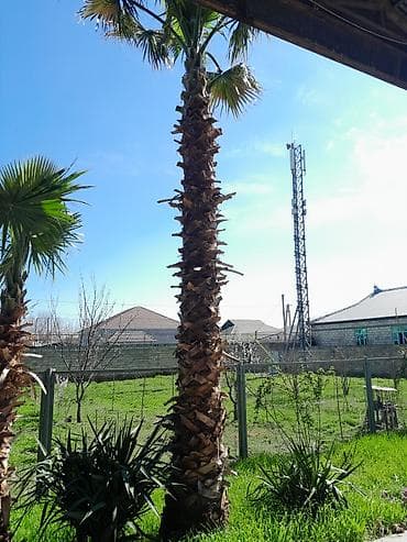 çilədağı bitkisi qiymeti: Dekorativ palma ağacları – açıq sahə üçün - Növ: Fan palm (yelpik — 2