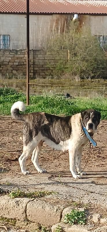 it zəncir: Qurdbasar, 4 il, Dişi — 5