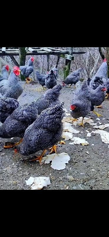 inek quba: Toyuq, Damazlıq — 1