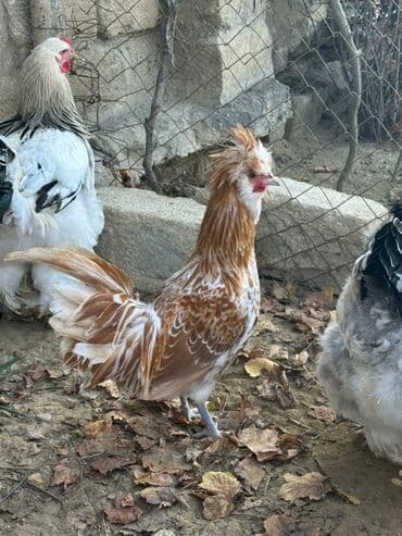 Qazlar: Portagal Fizan 6 aylıq xoruz — 2