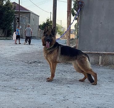 Alman çoban iti, 1 il, Dişi