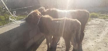 it satisi balaca: Dana, buzov, Erkək, ay: 1, 100 kq, Ətlik, Ünvandan götürmə, Ödənişli çatdırılma — 4