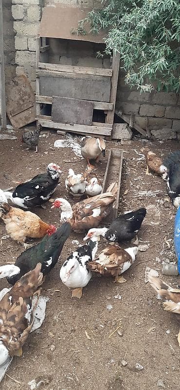 kend toyuqu: Satılır: qarışıq quş təsərrüfatı sürüsü Məhsulun tərkibi: - Muskoviy — 2