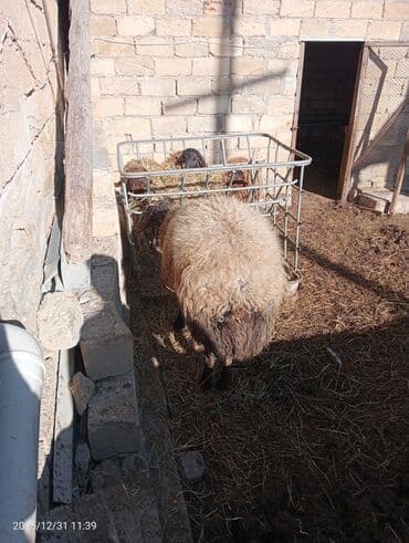 Erkək, Qala, il: 2, 100 kq, Damazlıq, Ünvandan götürmə