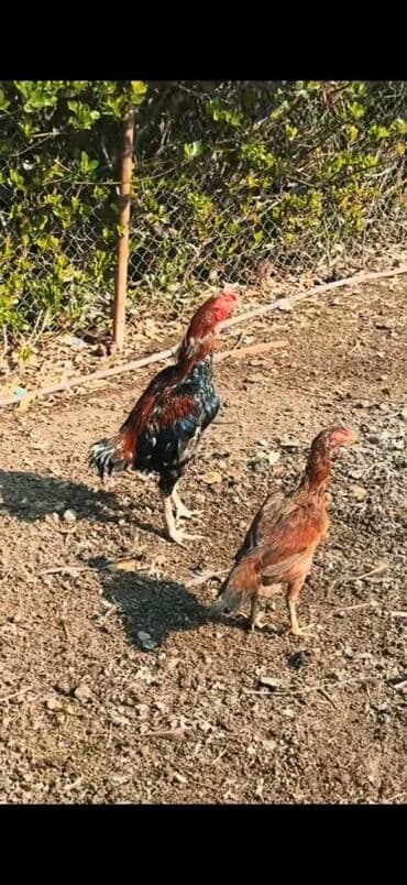 yaponka xoruzlar: Məhsul: Uzunboyun, möhkəm ayaqlı, sərt bədən quruluşlu döyüş tipli — 8