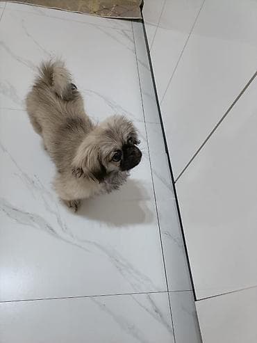 Pekines, 4 ay, Dişi, Ünvandan götürmə