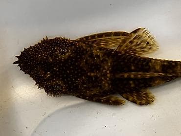 Аквариумные аксессуары и принадлежности: Akvarium balığı – Hypostomus plecostomus (bristlenose/“sucker” tipli — 4